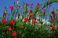 red flowers on a fence